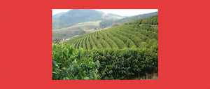 Koffieplantage Colombia
